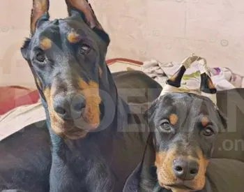 Იყიდება დობერმანის ლეკვები თბილისი - photo 4