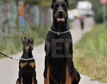 Იყიდება დობერმანის ლეკვები თბილისი - photo 3