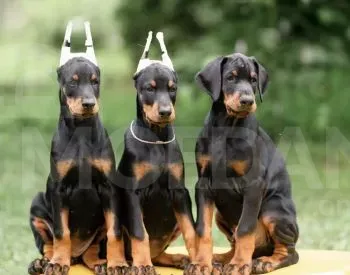 Იყიდება დობერმანის ლეკვები თბილისი - photo 1