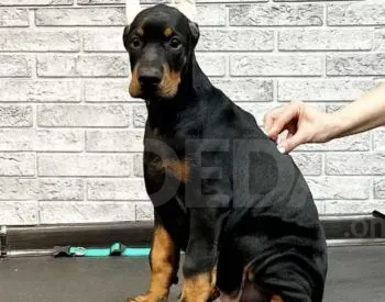 Იყიდება დობერმანის ლეკვები თბილისი - photo 2