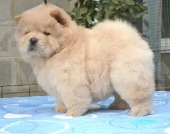 Bye-chow Tbilisi - photo 4