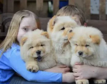 Bye-chow Tbilisi - photo 2