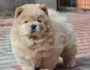 Bye-chow Tbilisi - photo 1