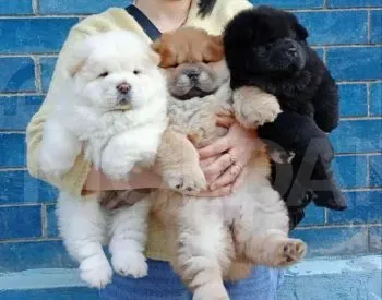 Bye-chow Tbilisi - photo 3