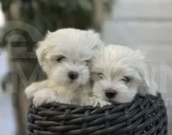 Мини мальтийская болонка на продажу в Тбилиси Тбилиси - изображение 1