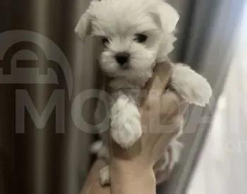 Мини мальтийская болонка на продажу в Тбилиси Тбилиси - изображение 2