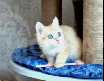 Ritanian golden chinchilla with pure blood documents Tbilisi - photo 2