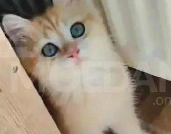 Ritanian golden chinchilla with pure blood documents Tbilisi - photo 1