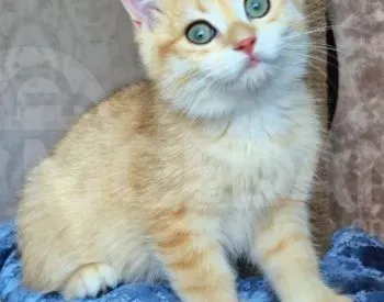 Ritanian golden chinchilla with pure blood documents Tbilisi - photo 3