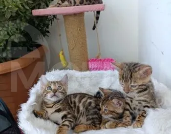 English cat Tbilisi - photo 4