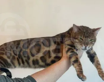 English cat Tbilisi - photo 1