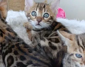 English cat Tbilisi - photo 3