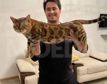 English cat Tbilisi - photo 2