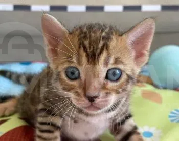 Bengal cat for sale Tbilisi - photo 1