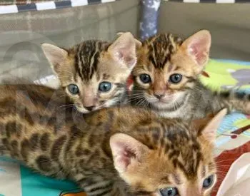 Bengal cat for sale Tbilisi - photo 2