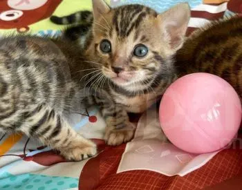 Bengal cat for sale Tbilisi - photo 3