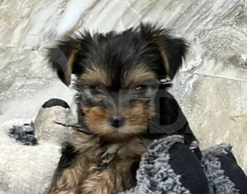 Mini Yorkshire terrier puppies/ Mini iork Tbilisi - photo 1