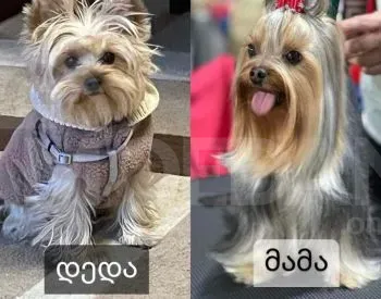 Mini Yorkshire terrier puppies/ Mini iork Tbilisi - photo 2