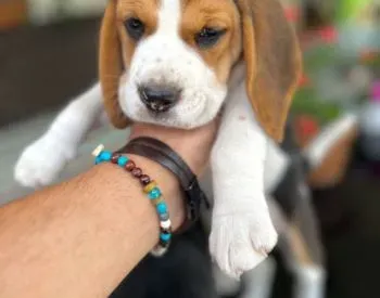 Ბიგლის ლეკვებიი/ Beagle for sale თბილისი