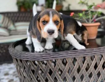 Ბიგლის ლეკვებიი/ Beagle for sale თბილისი