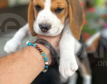 Ბიგლის ლეკვებიი/ Beagle for sale თბილისი - photo 2