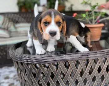 Ბიგლის ლეკვებიი/ Beagle for sale თბილისი - photo 1