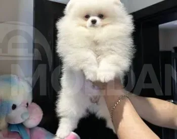 Იყიდება შპიცის ლეკვი თბილისი - photo 2