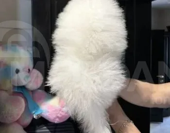 Იყიდება შპიცის ლეკვი თბილისი - photo 3