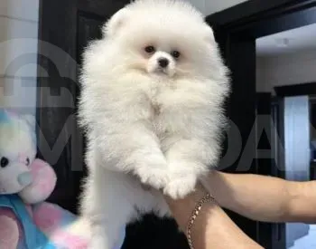 Იყიდება შპიცის ლეკვი თბილისი - photo 1