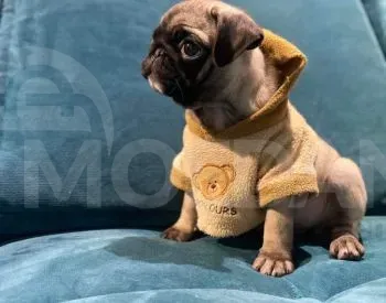 Იყიდება მოპსის ლეკვები თბილისი - photo 2