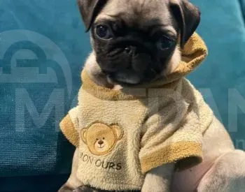 Იყიდება მოპსის ლეკვები თბილისი - photo 1