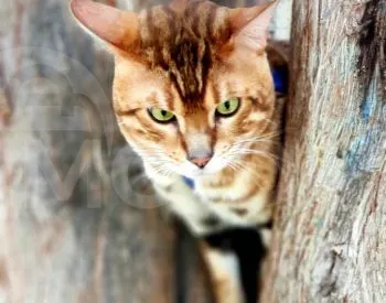 English best quality kittens Tbilisi - photo 1