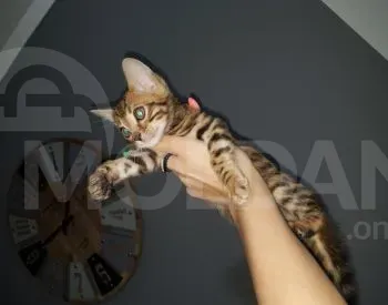 English best quality kittens Tbilisi - photo 2