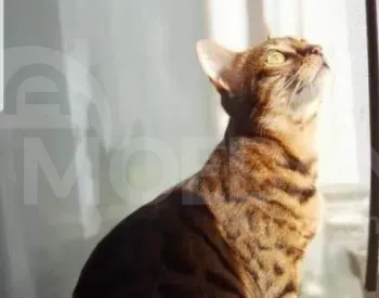 English best quality kittens Tbilisi - photo 4