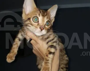 English best quality kittens Tbilisi - photo 3