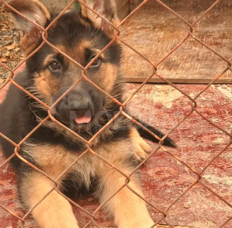 German shepherd Tbilisi - photo 2