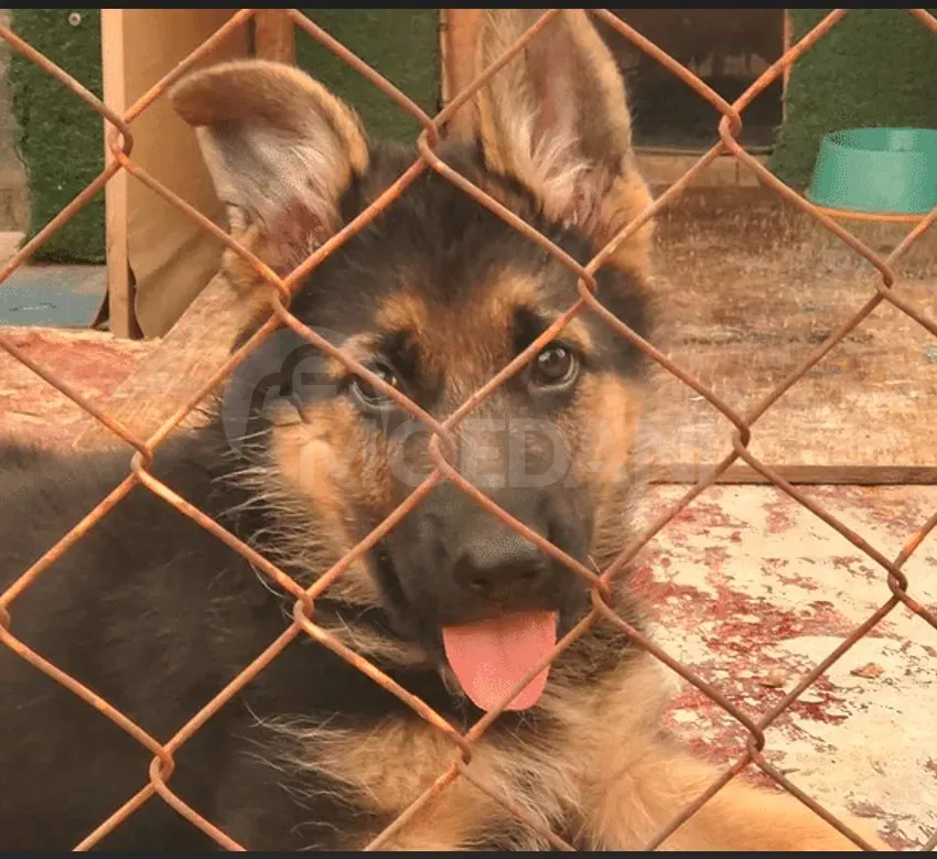 German shepherd Tbilisi - photo 1