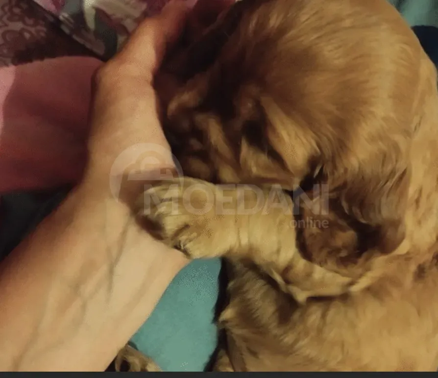 English cocker spaniel Tbilisi - photo 1