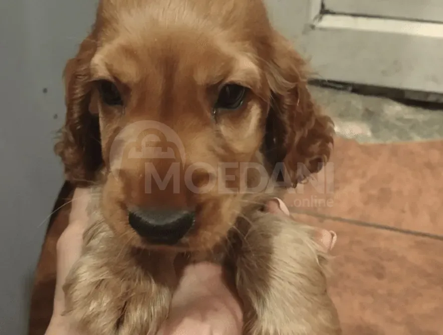 English cocker spaniel Tbilisi - photo 2