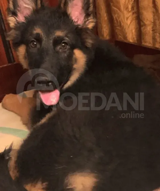 German shepherd Tbilisi - photo 1