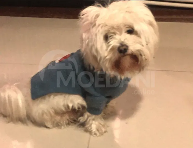 on Malta Zugdidi - photo 1