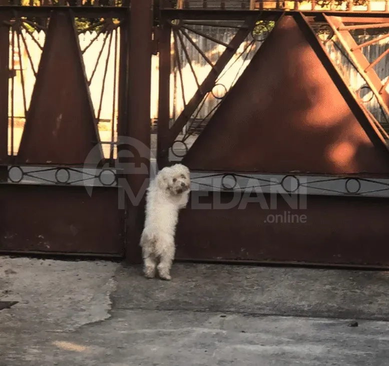 on Malta Zugdidi - photo 3