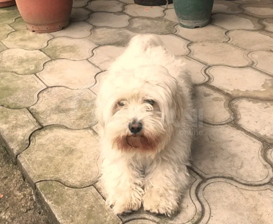 on Malta Zugdidi - photo 4