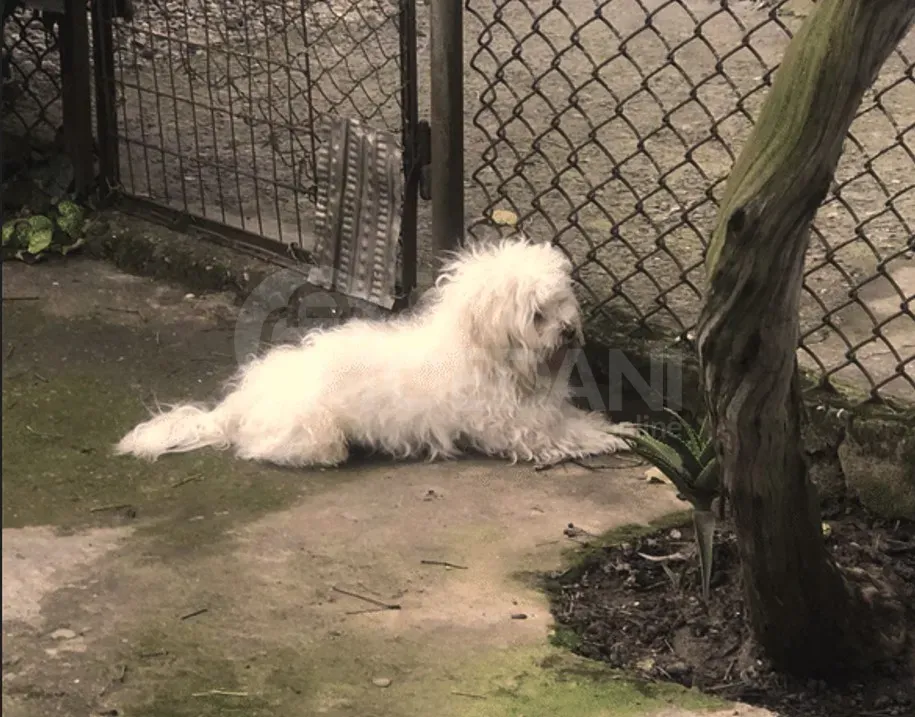 on Malta Zugdidi - photo 2