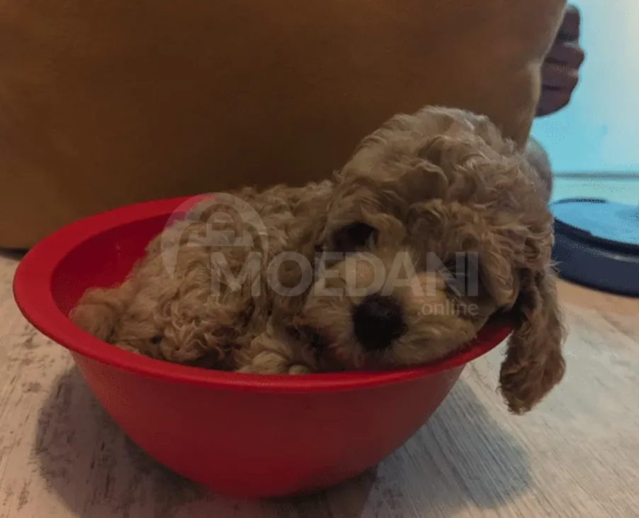 Პudel Tbilisi - photo 1