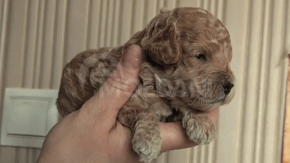 Სუფთა გენეტიკის ჯუჯა პუდელის ლეკვები... თბილისი - photo 4