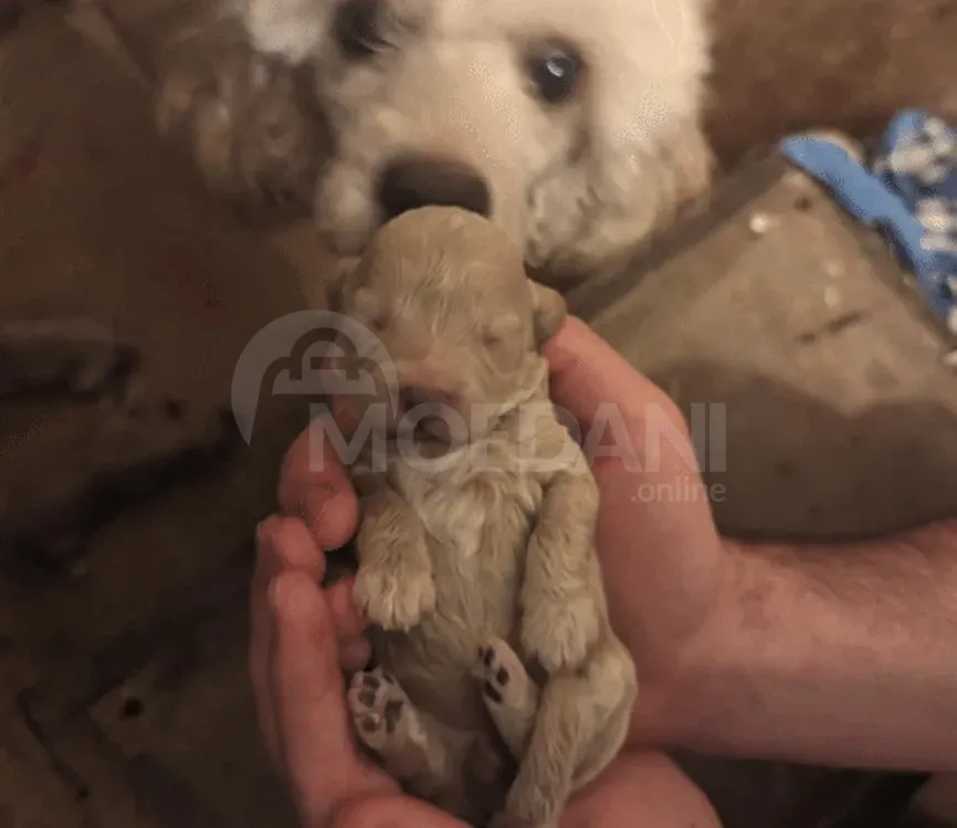 Სუფთა გენეტიკის ჯუჯა პუდელის ლეკვები... თბილისი - photo 2