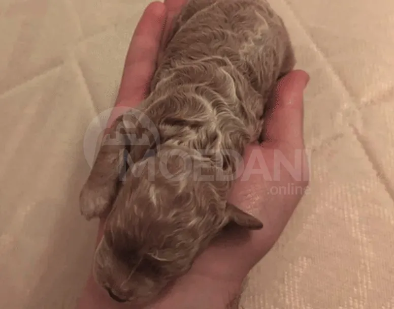 Სუფთა გენეტიკის ჯუჯა პუდელის ლეკვები... თბილისი - photo 5