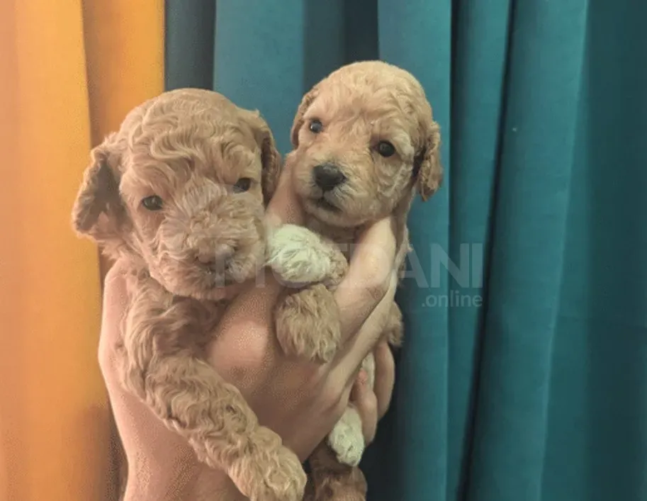 Სუფთა გენეტიკის ჯუჯა პუდელის ლეკვები... თბილისი - photo 3