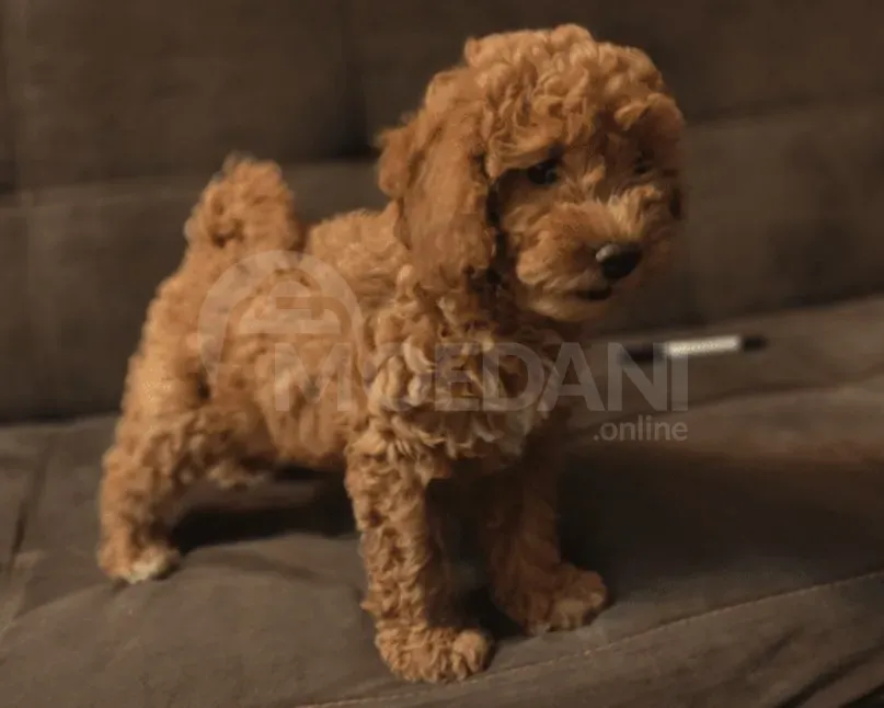 Სუფთა გენეტიკის ჯუჯა პუდელის ლეკვი თბილისი - photo 3